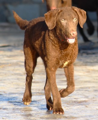 Чесапик-бей-ретривер